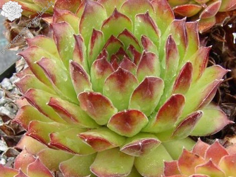 gillianii cf. from Ilgaz Dagi, Millî Parkı (PH8042)