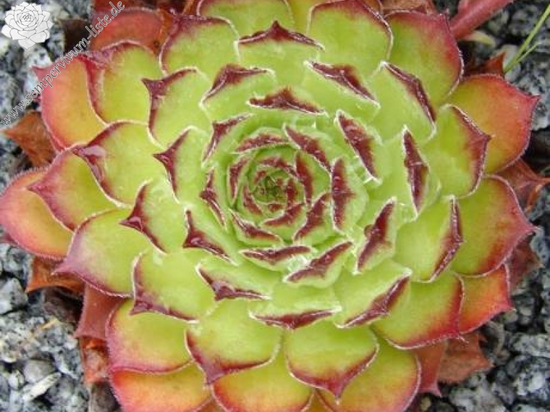 gillianii cf. from Ilgaz Dagi, Millî Parkı (PH8042)