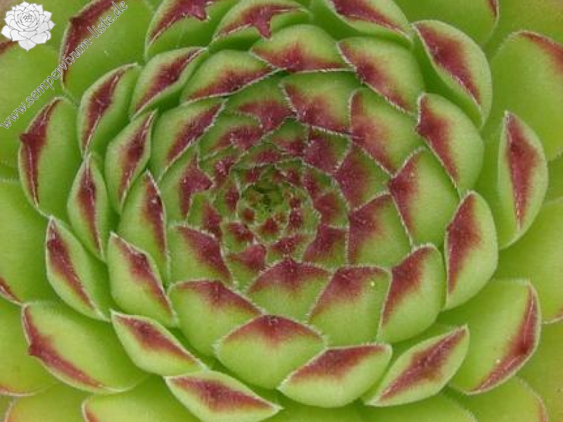 gillianii cf. from Ilgaz Dagi (Typ PH8058)