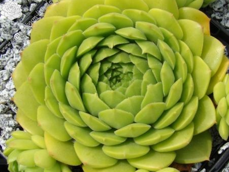 sp. from Ovit Dağı Geçidi