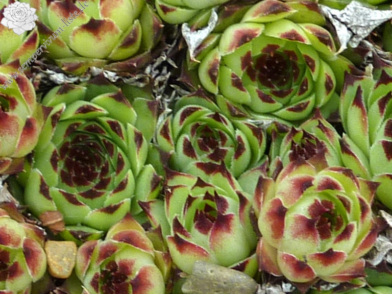 calcareum from Gorges de St Pierre