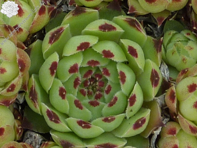 calcareum from Pilon du Fayet