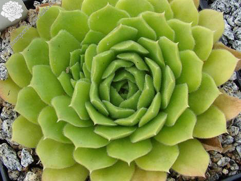 heuffelii from Pirin