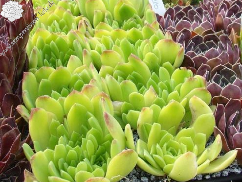 heuffelii from Pirin