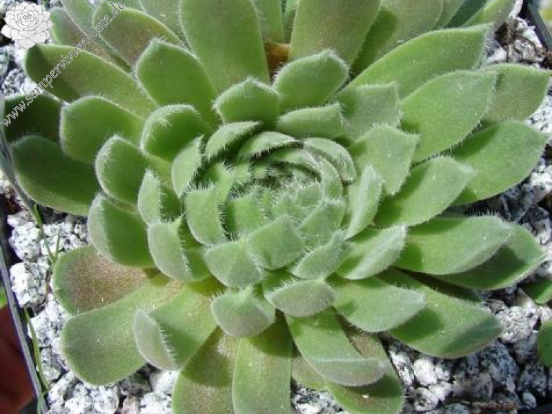 praegeri from Rilagebirge