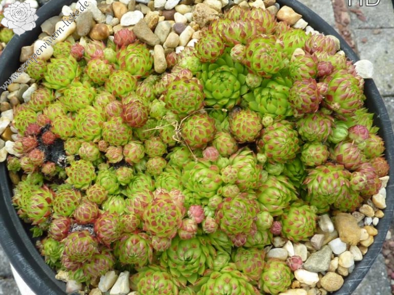 globiferum ssp. arenarium (pseudohirtum)