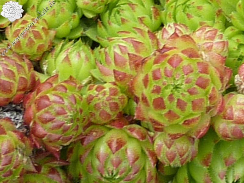 globiferum ssp. arenarium (pseudohirtum)