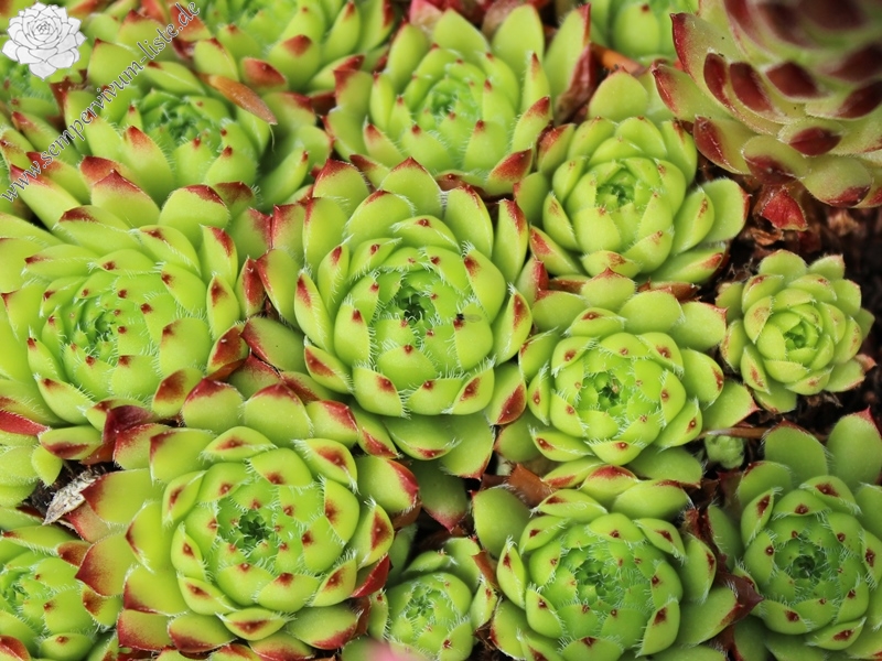 pumilum x S. ingwersenii