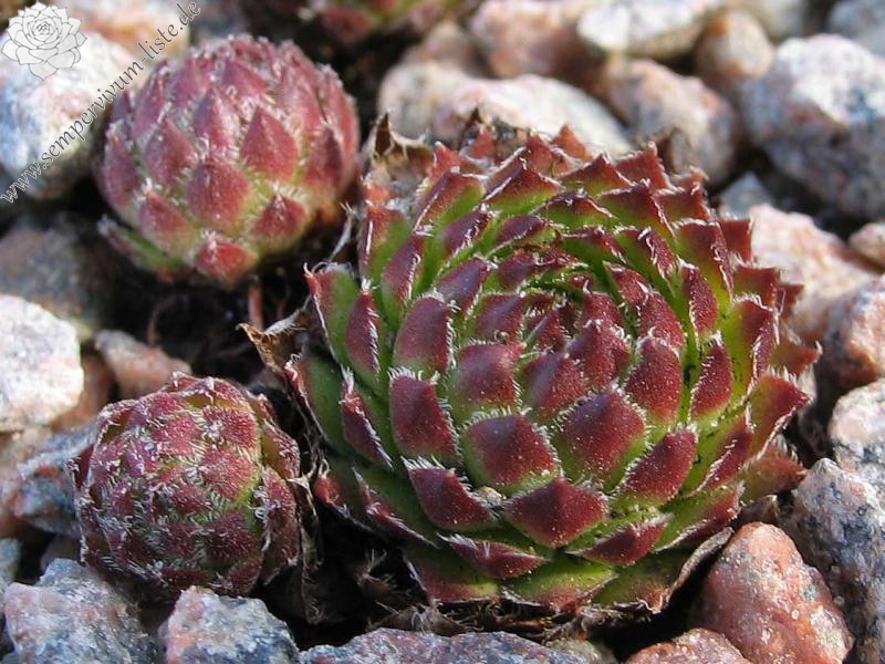 pumilum x S. ingwersenii