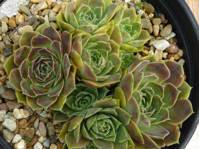 Kljutschewskaja Sopka / Jovi