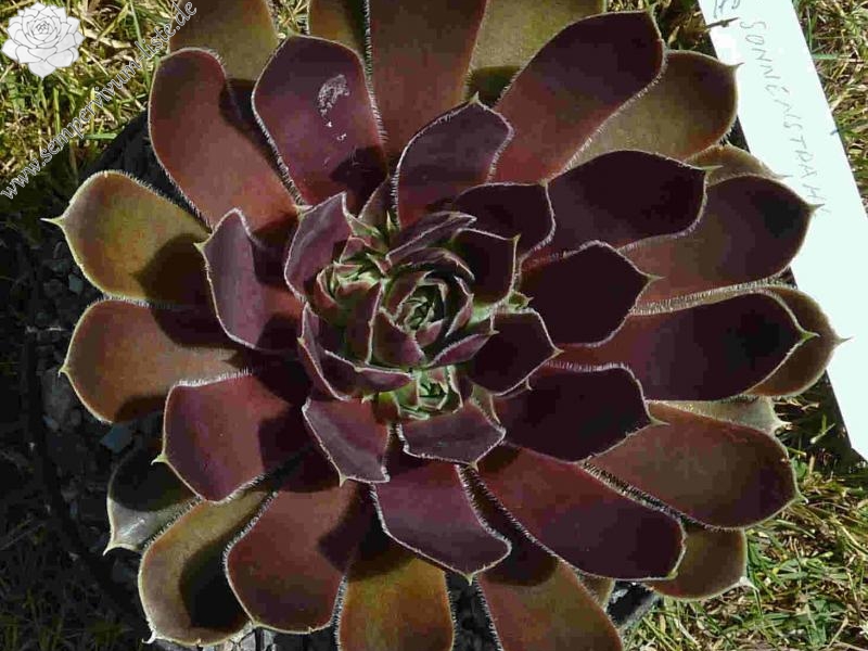 Kometenschweif / Jovi