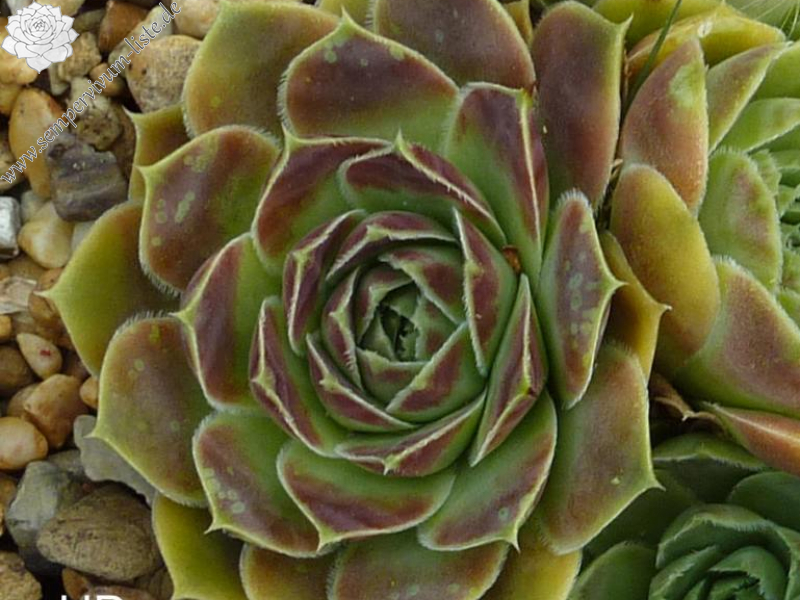 Kljutschewskaja Sopka / Jovi