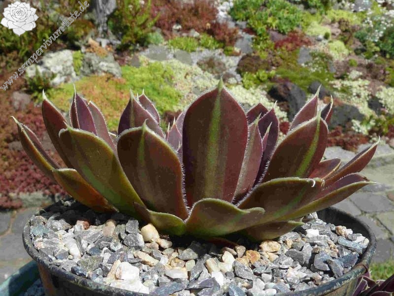 Kometenschweif / Jovi