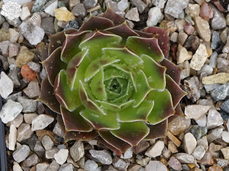 Kometenschweif / Jovi