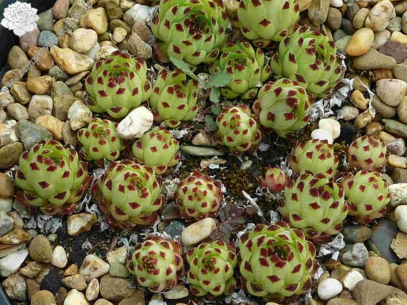 calcareum from Queyras