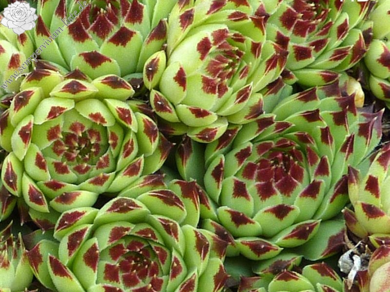 calcareum from Rabon