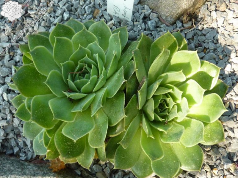 heuffelii from Radika