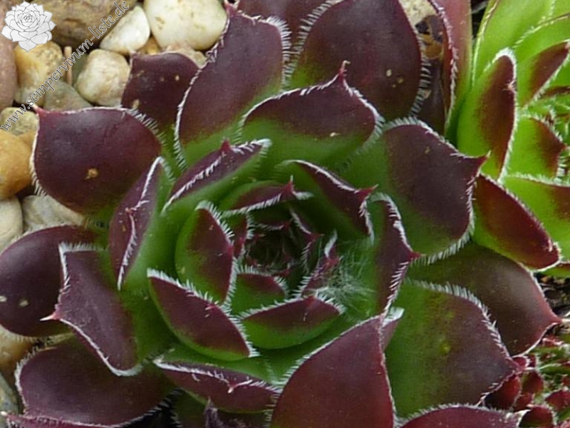 heuffelii from Radika