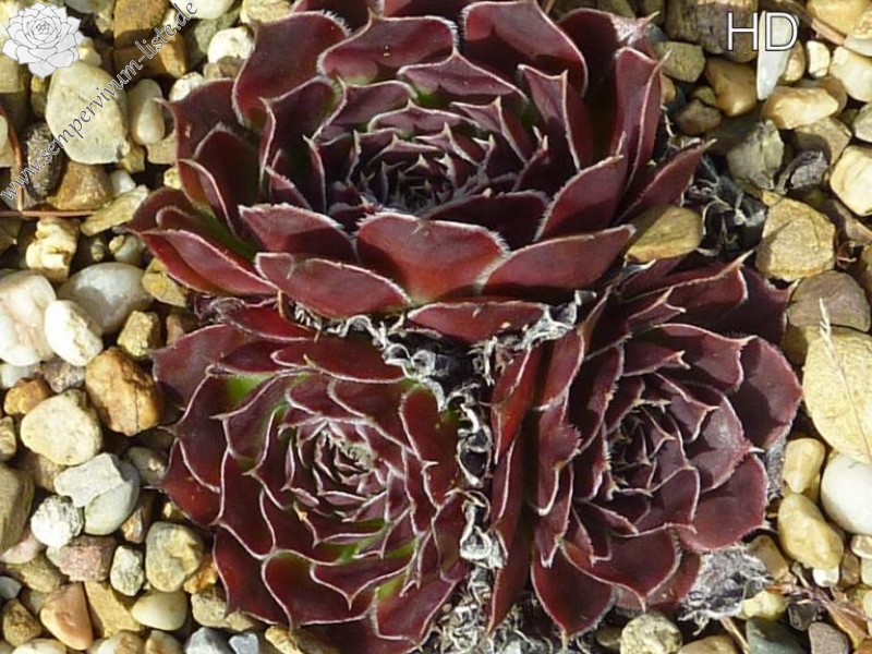 heuffelii from Ribno Ezero