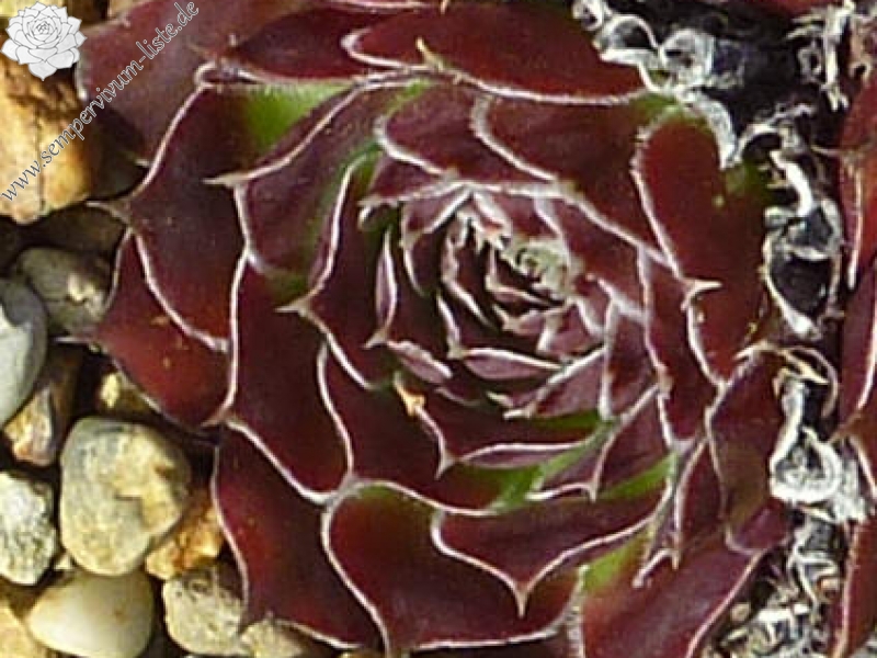 heuffelii from Ribno Ezero