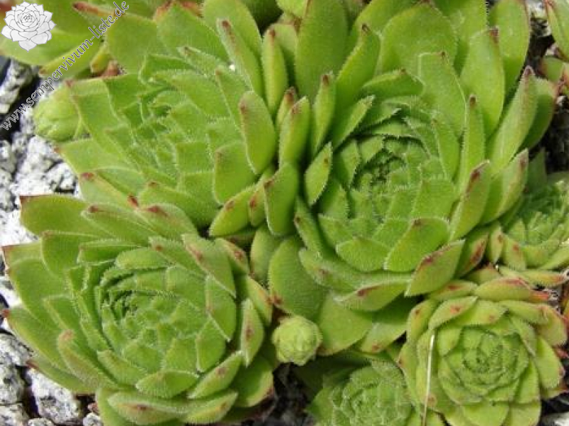 rupicolum from Bernina