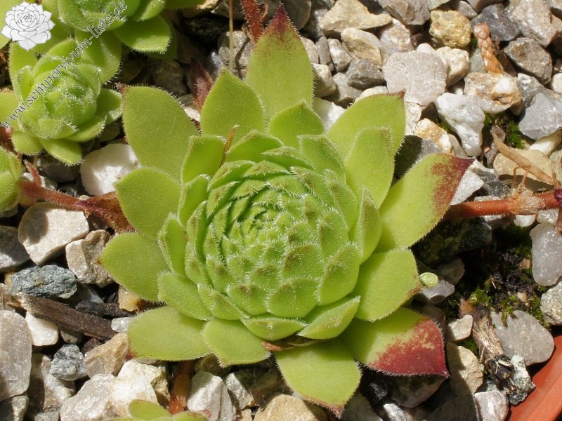 rupicolum from Padon