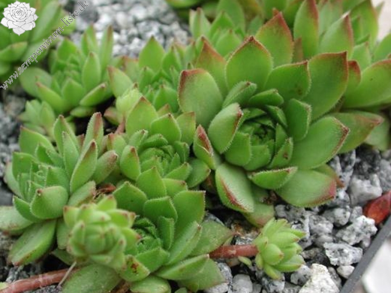 rupicolum from Stelvio