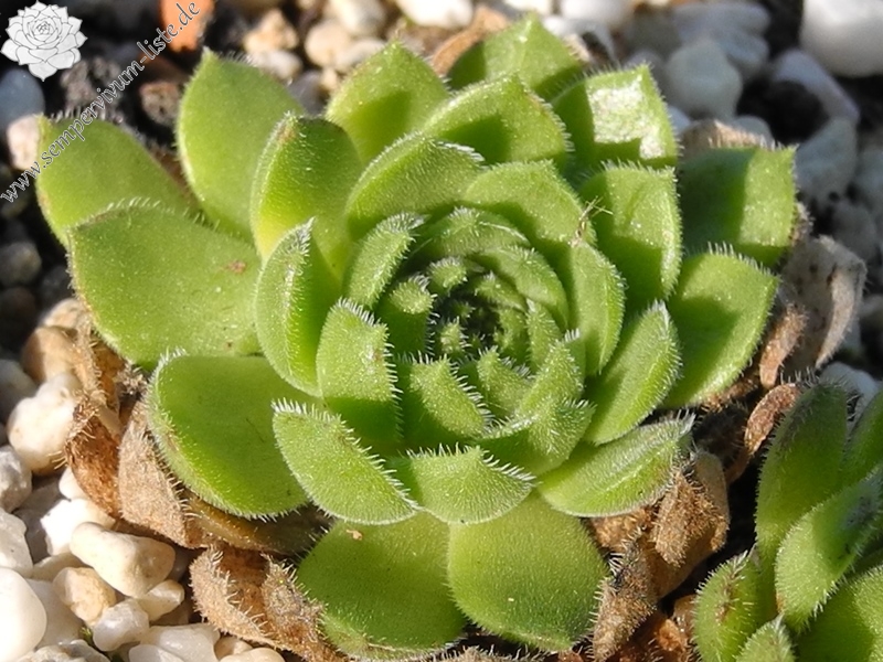 ruthenicum from Dolni Pasarel