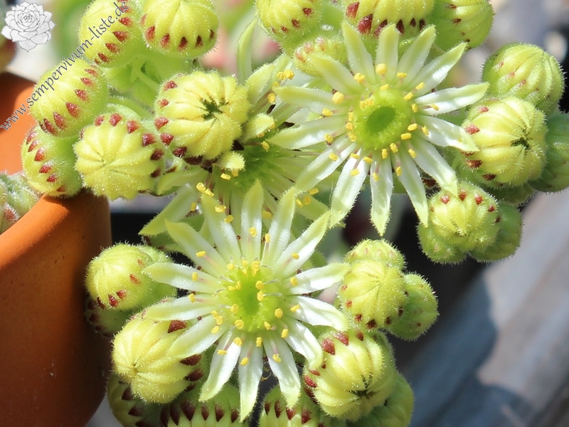 ruthenicum from Dolni Pasarel