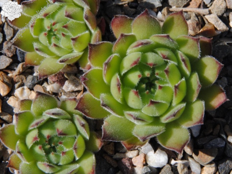 ruthenicum from Orheiul Vechi