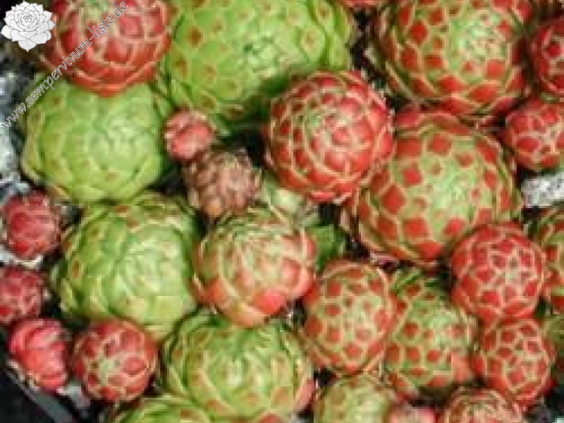 globiferum ssp. globiferum from St. Martin