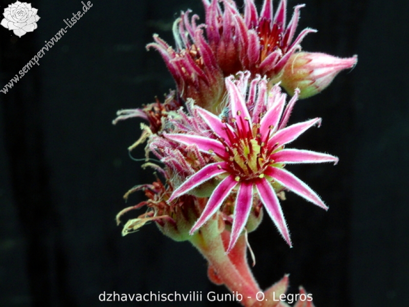 dzhavachischvilii from Gunib