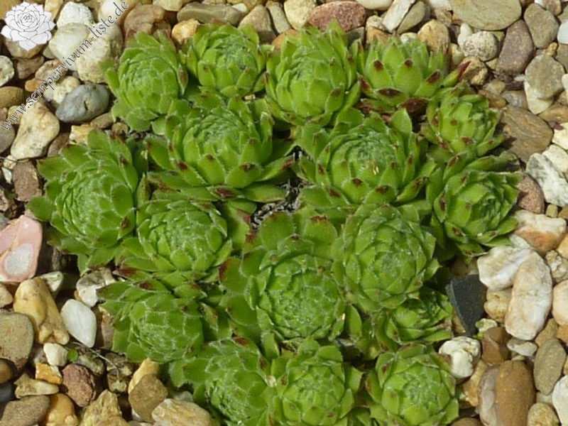 dolomiticum from Seekofelhütte