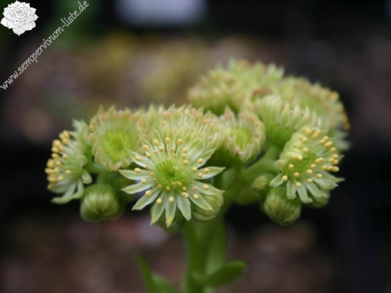 glabrifolium cf. from Mt. Aragac (Typ PH8008)