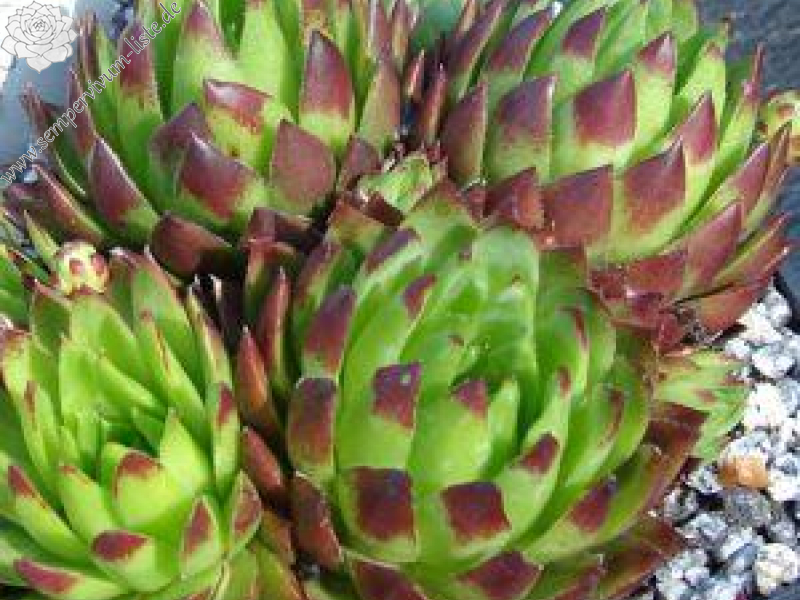 globiferum ssp. hirtum from Falere