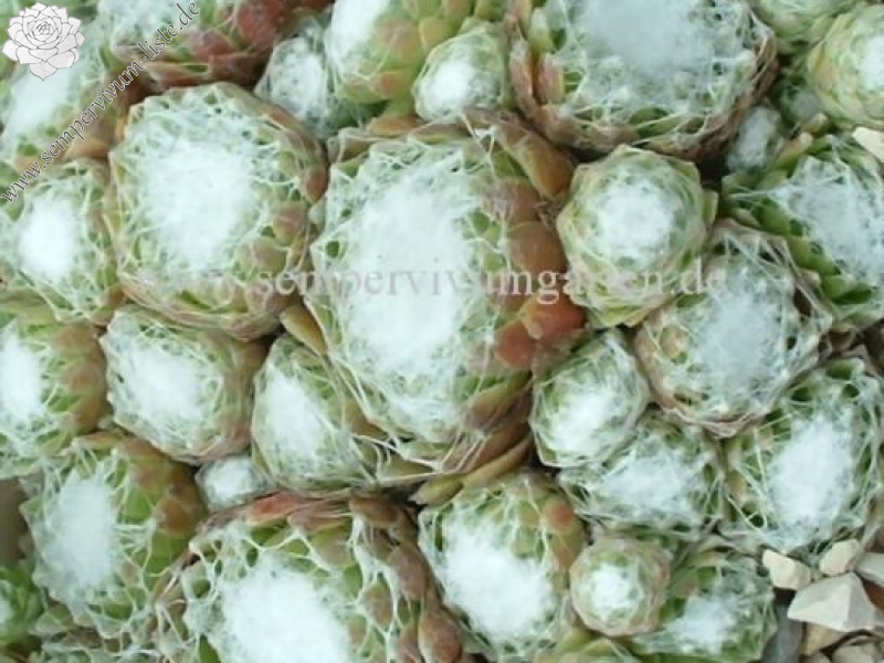 Kannos Cobweb