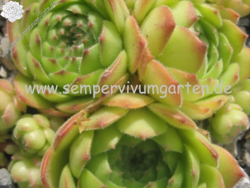 sp. from Nemrut Dagh