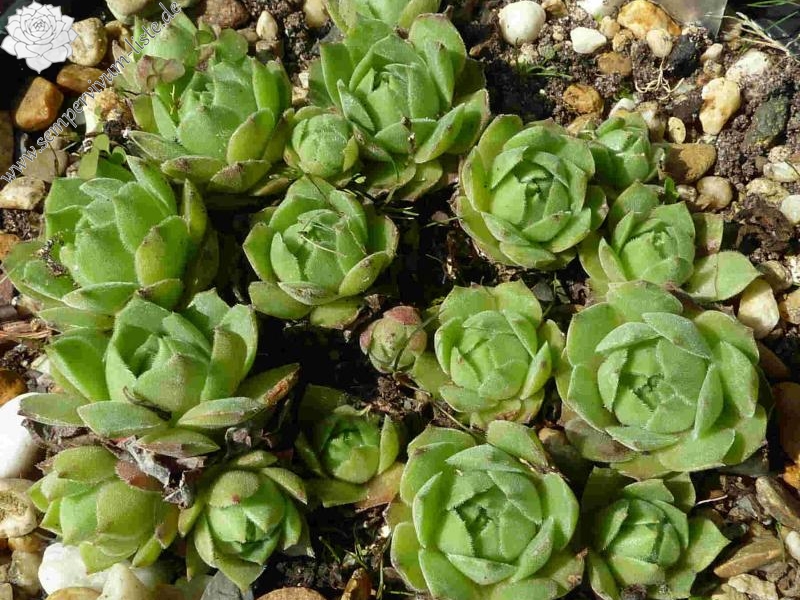 cantabricum ssp. cantabricum from Cuevas del Sil