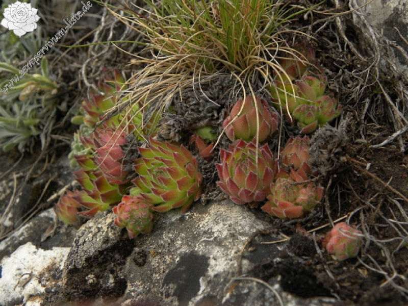 sp. from Popova Shapka