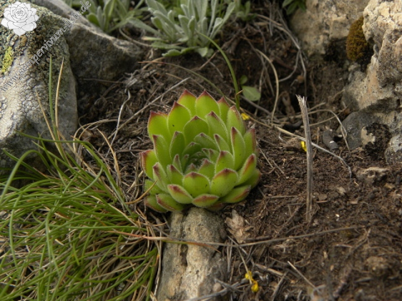 sp. from Popova Shapka