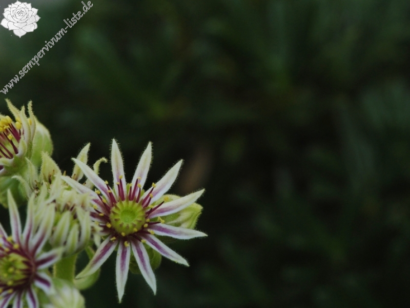 sp. from Popova Shapka