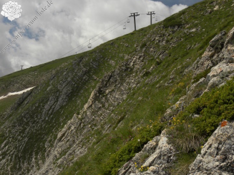 sp. from Popova Shapka