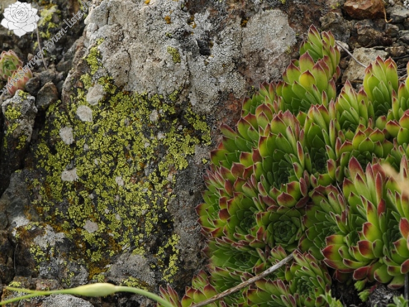 sp. from Sokolov vis