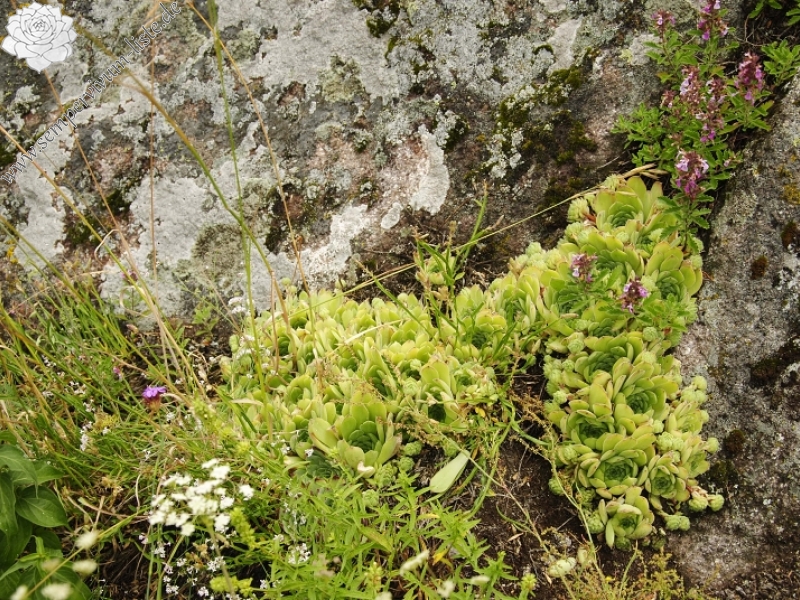 sp. from Veliki krš