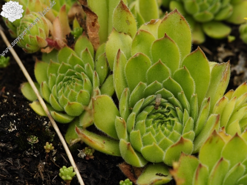 sp. from Veliki krš