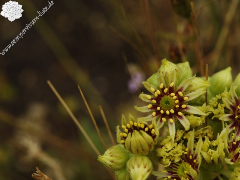 sp. from Veliki krš