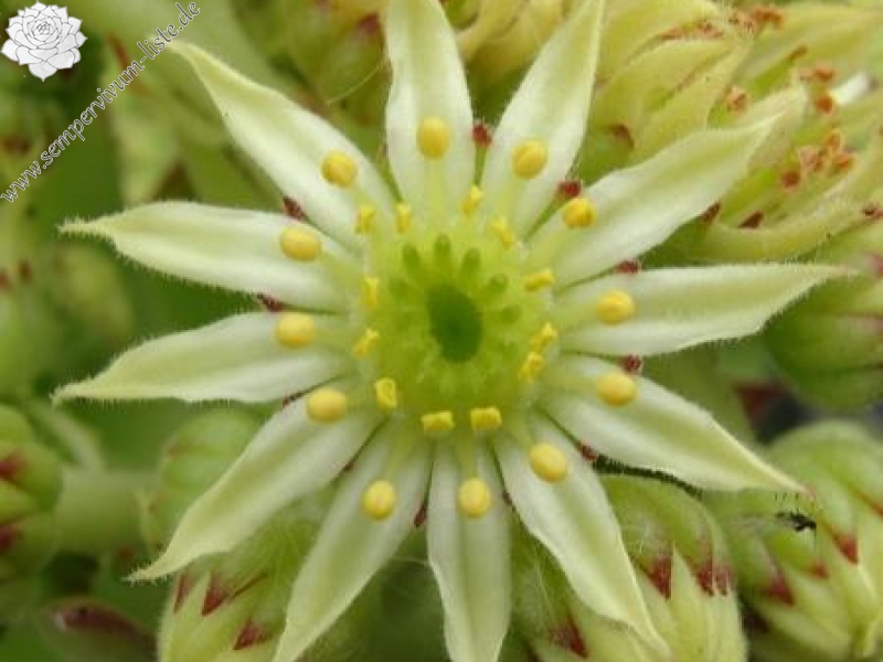 sp. from Kodzori above Monestry SW of Tbilisi (PH1085)