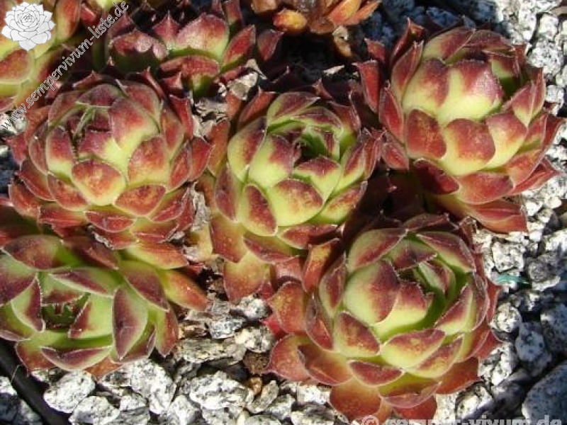 sp. from Kodzori above Monestry SW of Tbilisi (PH1085)