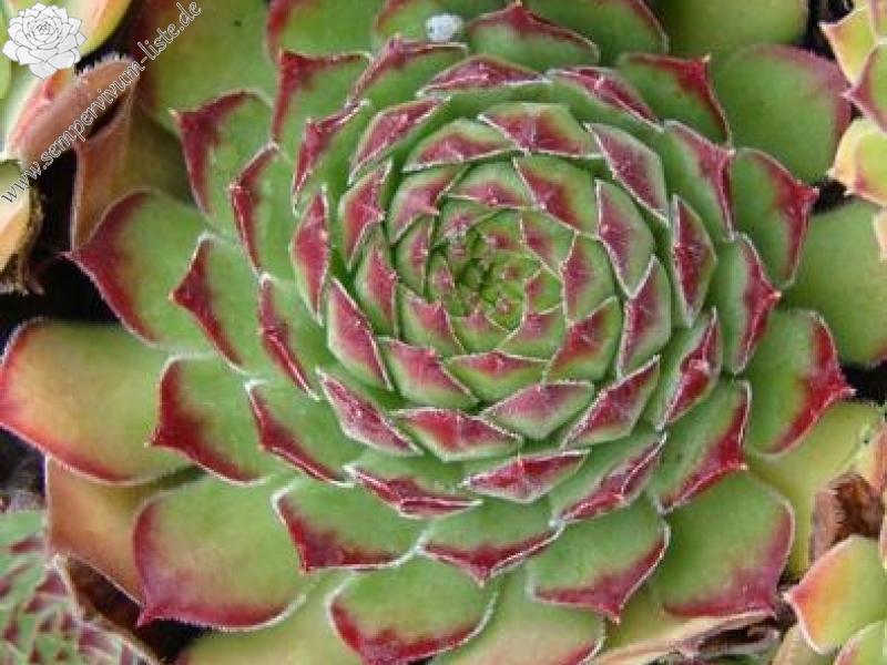 sp. from Kodzori above Monestry SW of Tbilisi (PH1085)