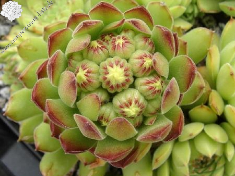 sp. from Kodzori above Monestry SW of Tbilisi (PH1085)